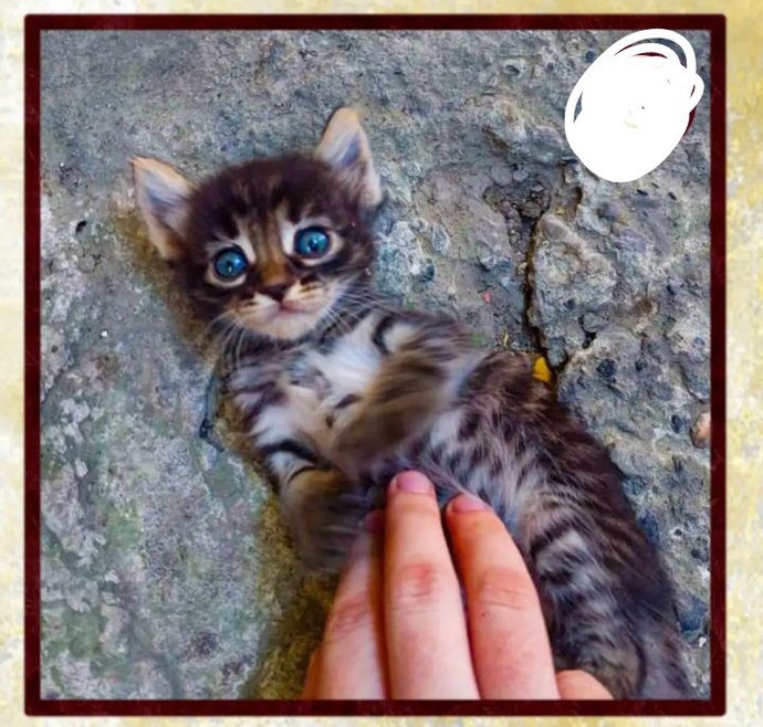 Sizce bu kedi nasıl? Kedi besleyen var mı aranızda?