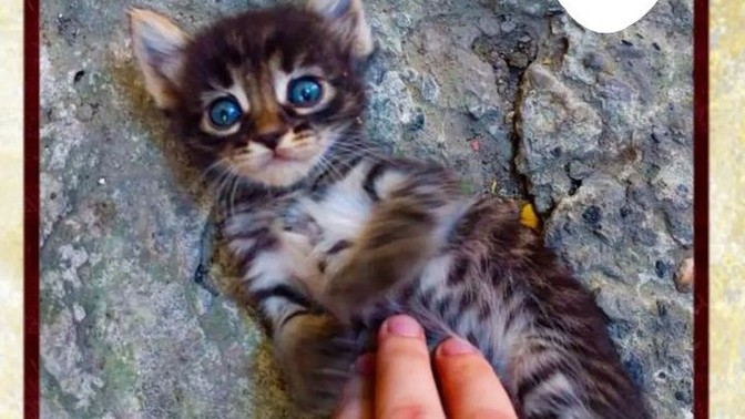 Sizce bu kedi nasıl? Kedi besleyen var mı aranızda?