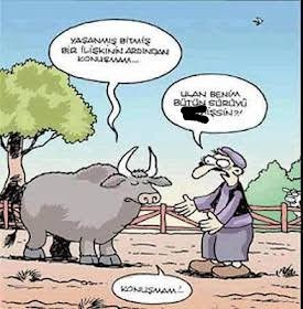 Öküzden hayat dersi 😂