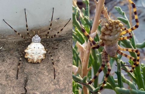 Dünyanın en zehirli örümceklerinden Argiope Lobata Türkiyede görülmüş. Böceklerden korkar mısınız?
