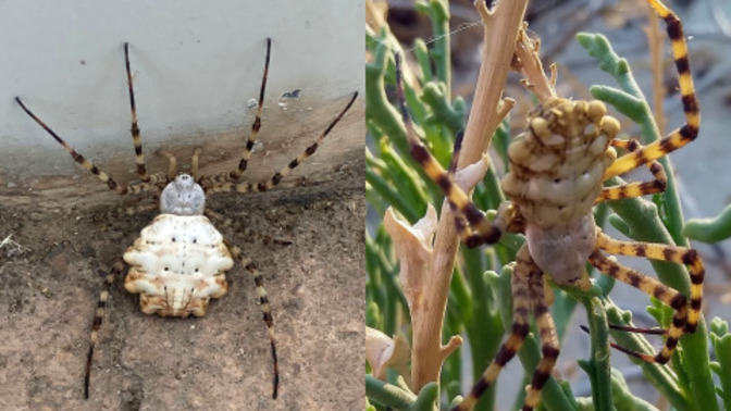 Dünyanın en zehirli örümceklerinden "Argiope Lobata" Türkiye'de görülmüş. Böceklerden korkar mısınız?