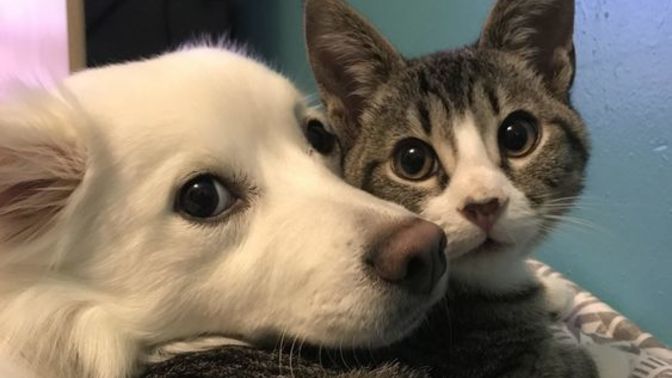 Kedi ile köpek aynı evde olur mu?