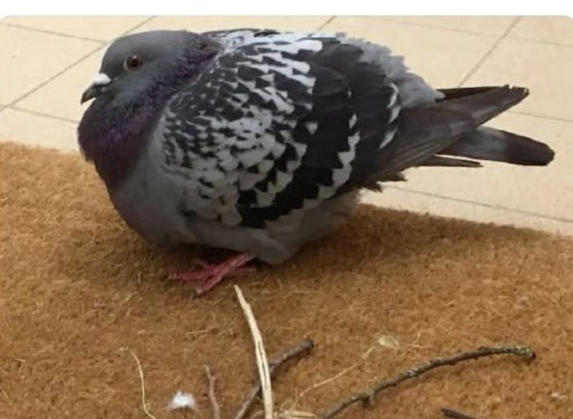 Sevdiğim adamın doğum günümde hediye olarak aldığı posta güvercini daha ilk postada öldü sizce bunu ona söylemelimiyim?