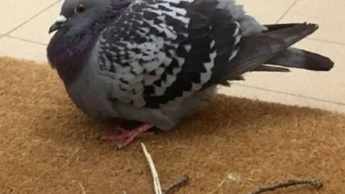 Sevdiğim adamın doğum günümde hediye olarak aldığı posta güvercini daha ilk postada öldü sizce bunu ona söylemelimiyim?