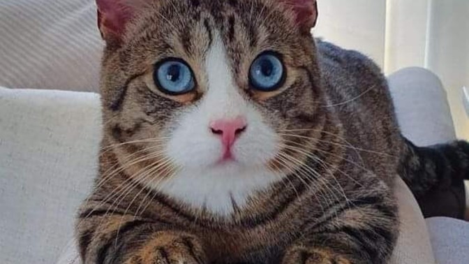Şeker hastalarının çoğu şişman mıdır?