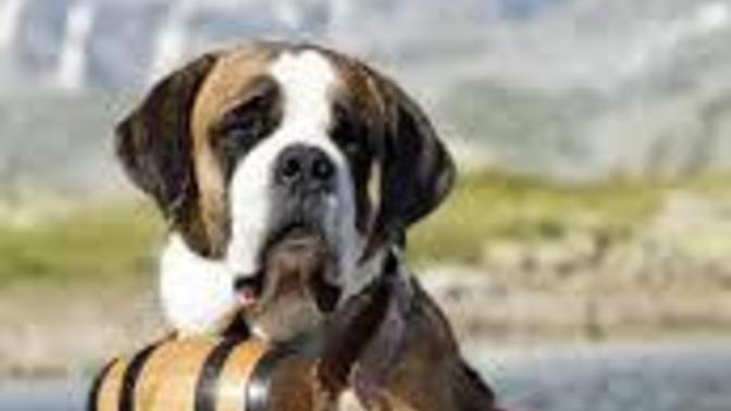 Köpek saldıracağında yapılacak şey nedir?