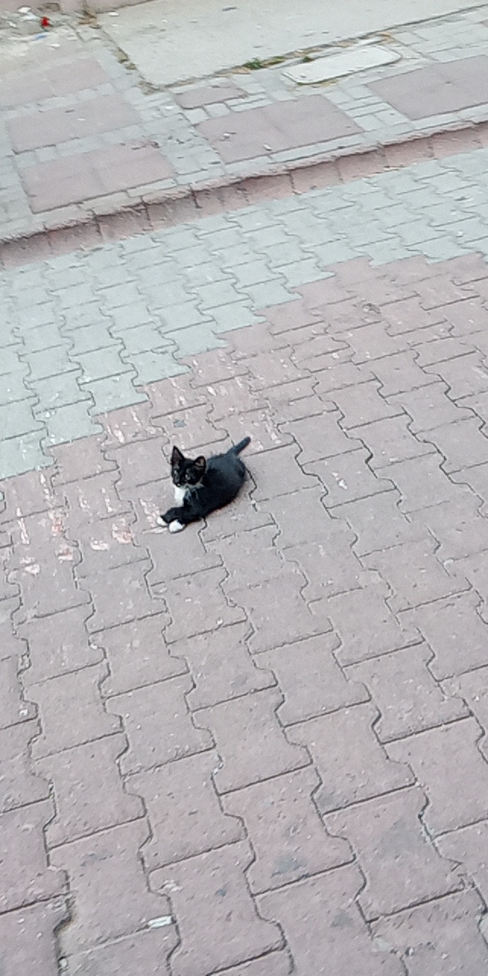 Bacak bacak üstüne atıp yan bakış atan kedi