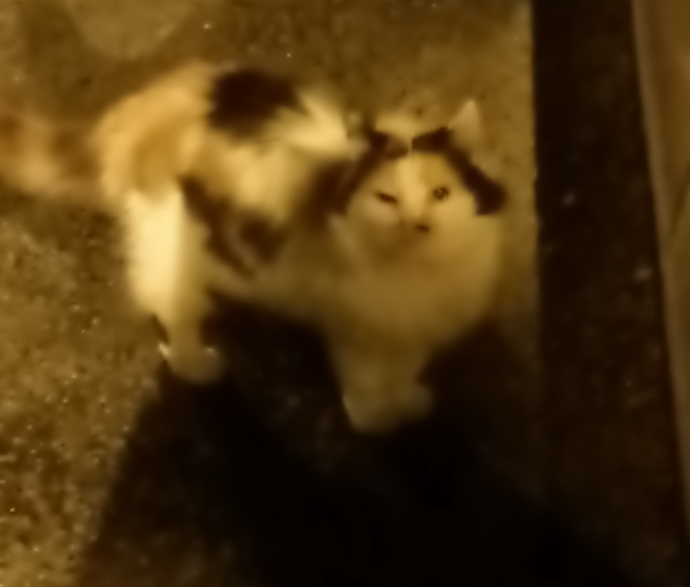 Benim gibi gördüğü kedilerin fotoğrafını çeken var mı?
