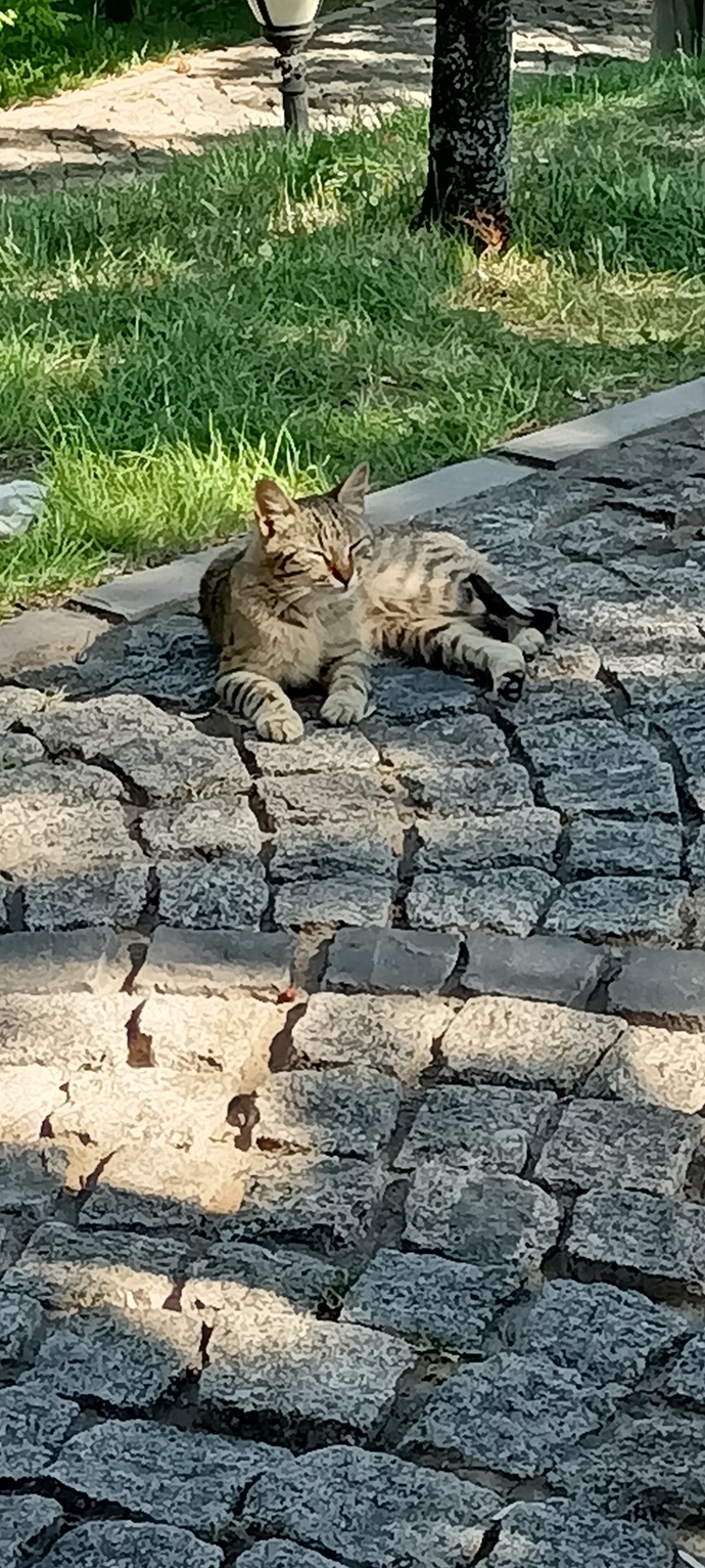 Benim gibi gördüğü kedilerin fotoğrafını çeken var mı?