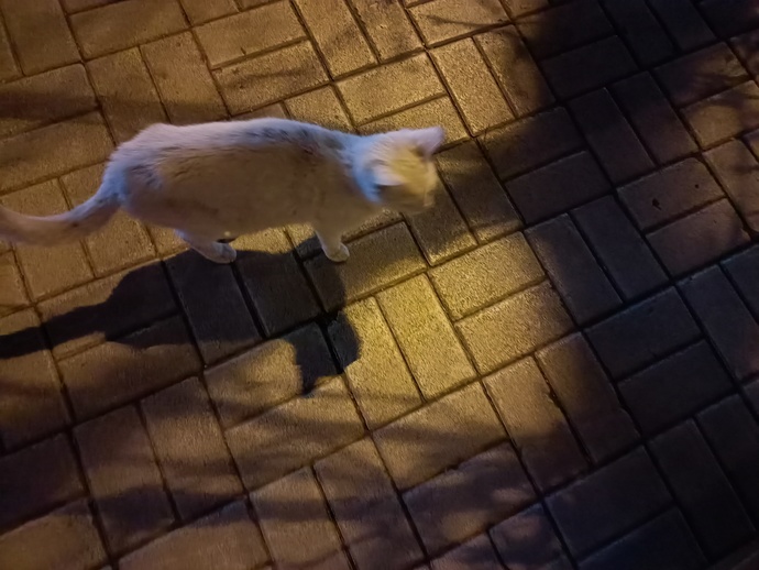 Benim gibi gördüğü kedilerin fotoğrafını çeken var mı?