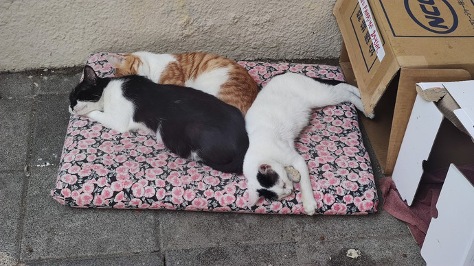 Benim gibi gördüğü kedilerin fotoğrafını çeken var mı?