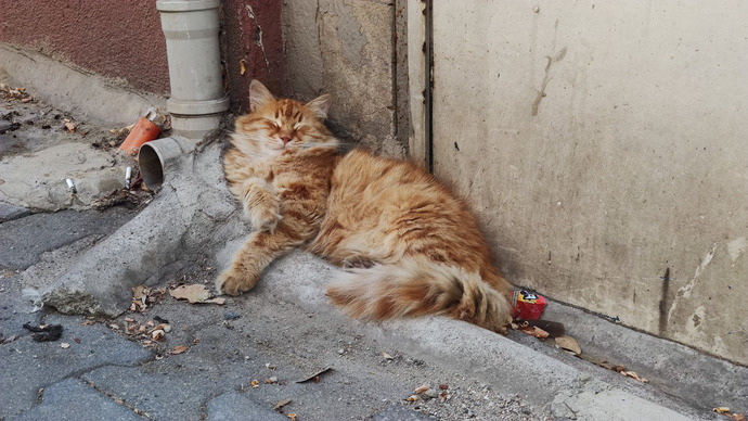 Benim gibi gördüğü kedilerin fotoğrafını çeken var mı?