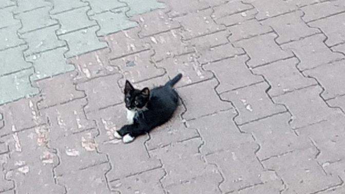 Benim gibi gördüğü kedilerin fotoğrafını çeken var mı?