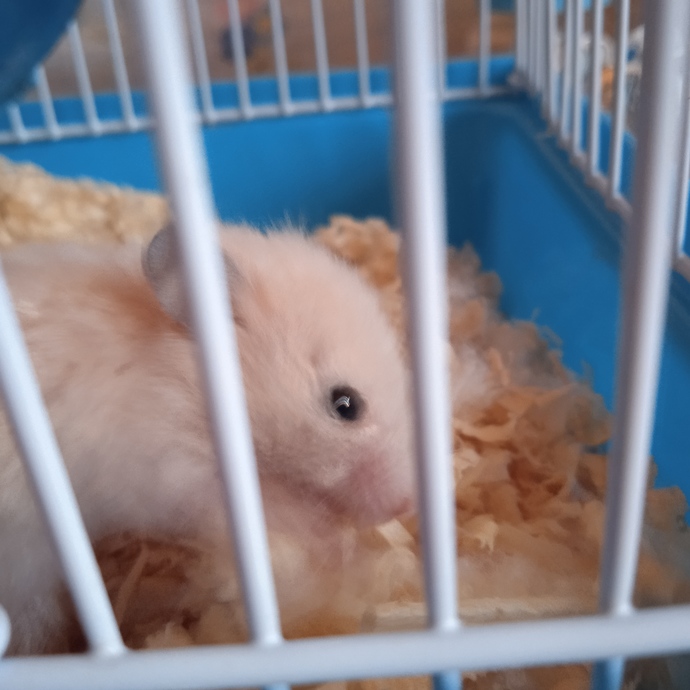 Hamster besleyen var mı? Dikkat etmem gereken hususlar nedir?