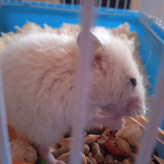 Hamster besleyen var mı? Dikkat etmem gereken hususlar nedir?