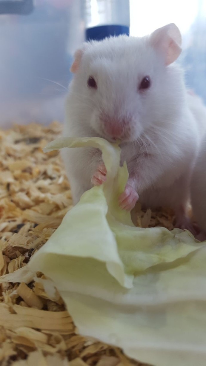 Hamster besleyen var mı? Dikkat etmem gereken hususlar nedir?