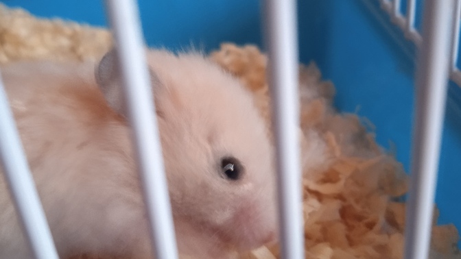Hamster besleyen var mı? Dikkat etmem gereken hususlar nedir?
