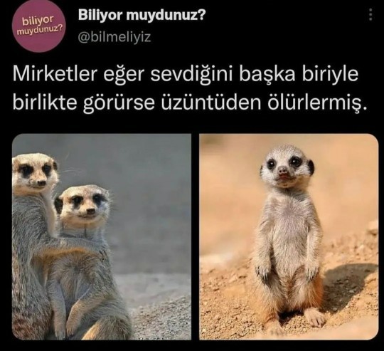 Sevdiğinize bağlılık dereceniz nedir 💝?