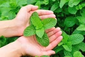 En sevdiğiniz baharat ne?
