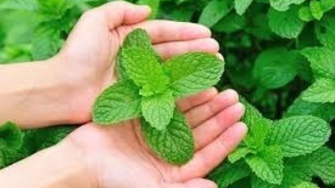 En sevdiğiniz baharat ne?