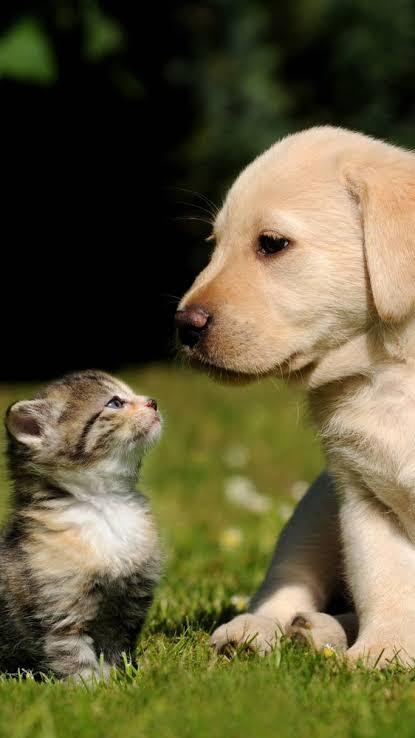 2 hayvandan biri olsan kedi mi olurdun köpek mi?