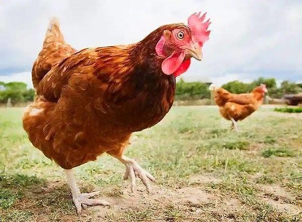 Kalan yemeklerini çöpe mi atıyorsun yoksa sokakta ki canlara mı veriyorsun?