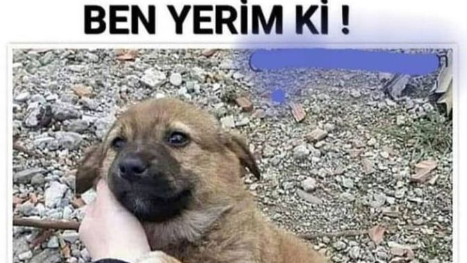 Kalan yemekleri çöpe mi atıyorsun yoksa sokaktaki canlara mı veriyorsun?