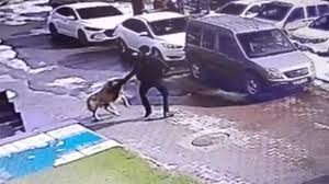 Hayvanseverler neden bir çocuğa köpek saldırınca ses çıkarmıyor?