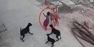 Hayvanseverler neden bir çocuğa köpek saldırınca ses çıkarmıyor?