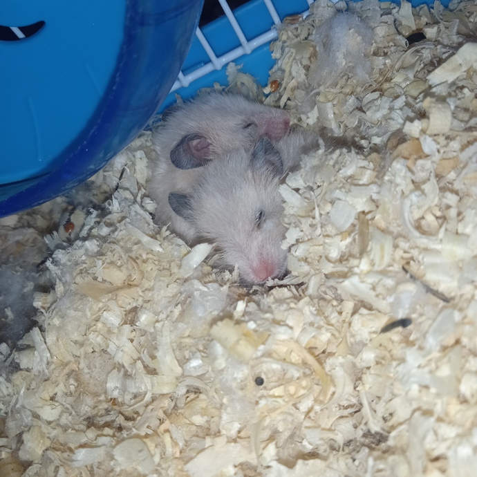 Hamsterlardan anlayan var mı? Neden birisi enerjikken diğeri hep uyumak istiyor?