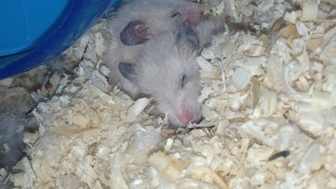 Hamsterlardan anlayan var mı? Neden birisi enerjikken diğeri hep uyumak istiyor?