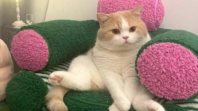 Bu kedi senin kankin olsa ismini ne koyardın?