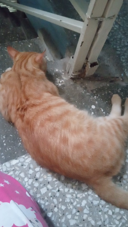 Karşınıza böyle yatan bir kedi gelirse ne yaparsınız?
