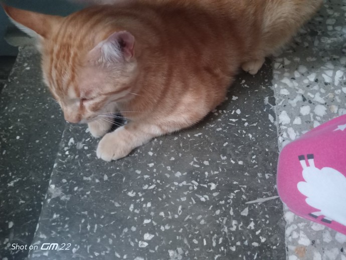 Karşınıza böyle yatan bir kedi gelirse ne yaparsınız?