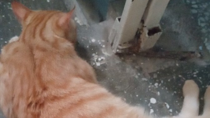 Karşınıza böyle yatan bir kedi gelirse ne yaparsınız?