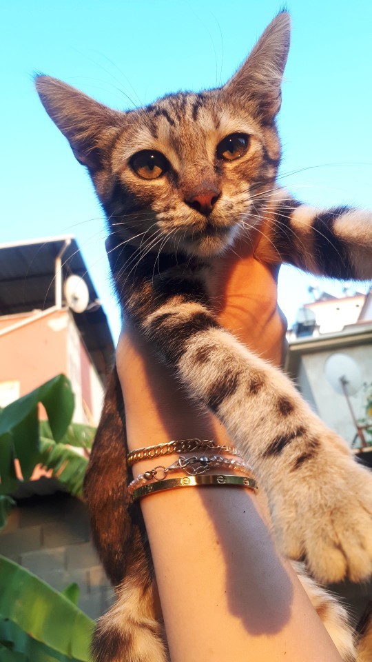 Evcil dostun var mı?