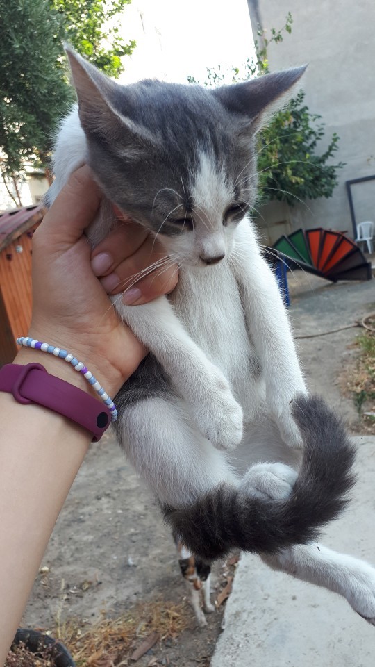 Evcil dostun var mı?