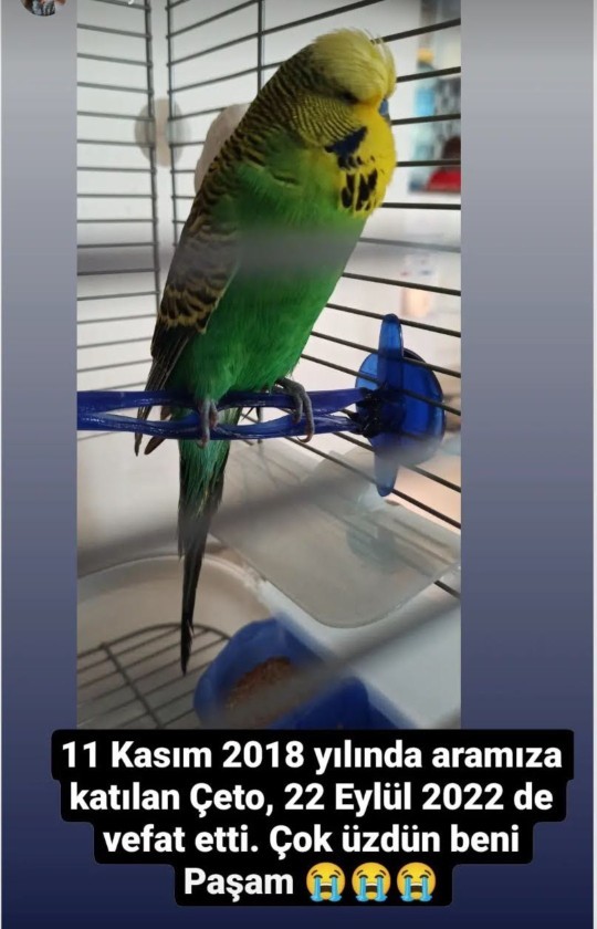 Evcil dostun var mı?