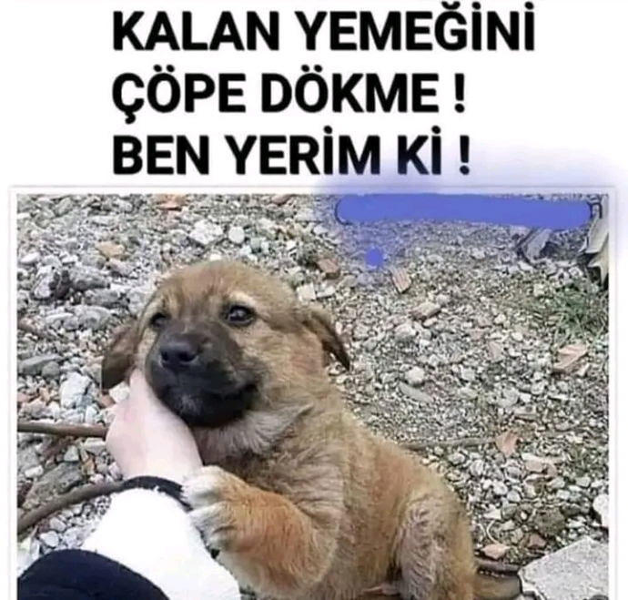 Sokakta yaşayan kimsesiz hayvanlara karşı duyarlı mısınız?