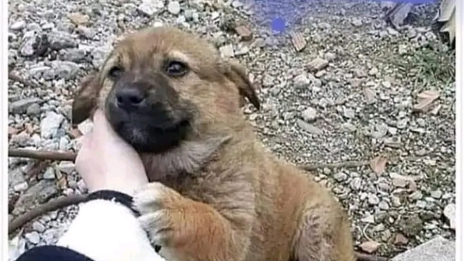 Sokakta yaşayan kimsesiz hayvanlara karşı duyarlı mısınız?