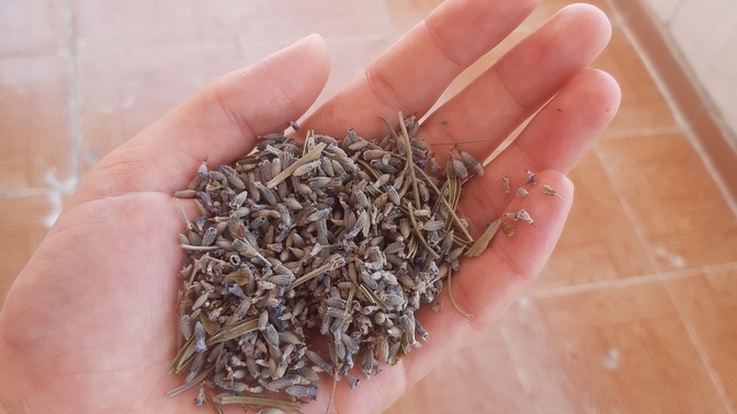 En sevdiğin çiçek ne?