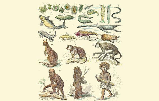 🐒🐒🐒
