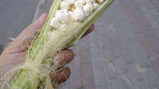 Dışarıdan aldığım süt mısır 🌽 sıcakta elimde bu hale geldi ; Sizce bu hale gelmesi normal mi?