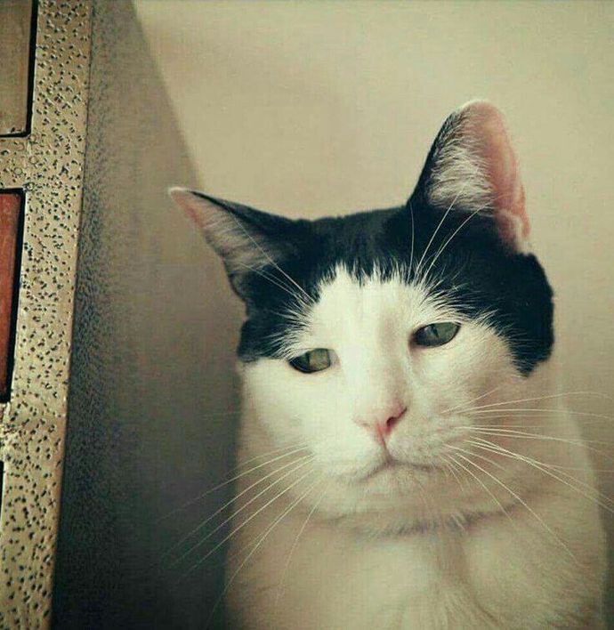 Neden aga ya her halta alerjisi olması beni yordu yardım edin lütfen.
