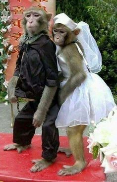 Düğünde kafası karışan damat var mı?