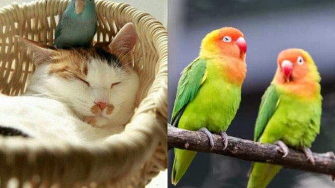 Kedi mi yoksa kuş mu 🐾🐱?