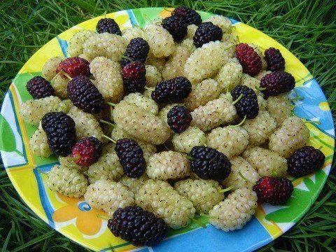 Kara dut mu, beyaz dut mu daha lezzetli?