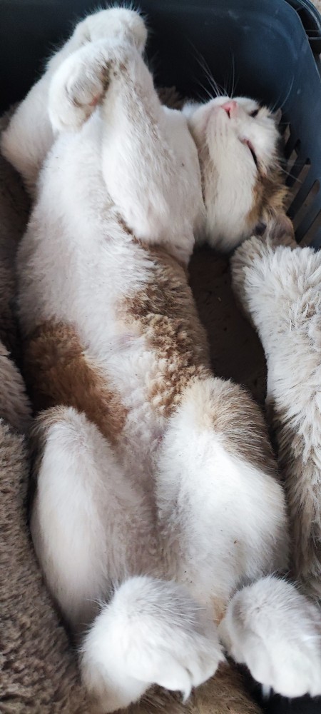 Kedi insanı mısın köpek mi?