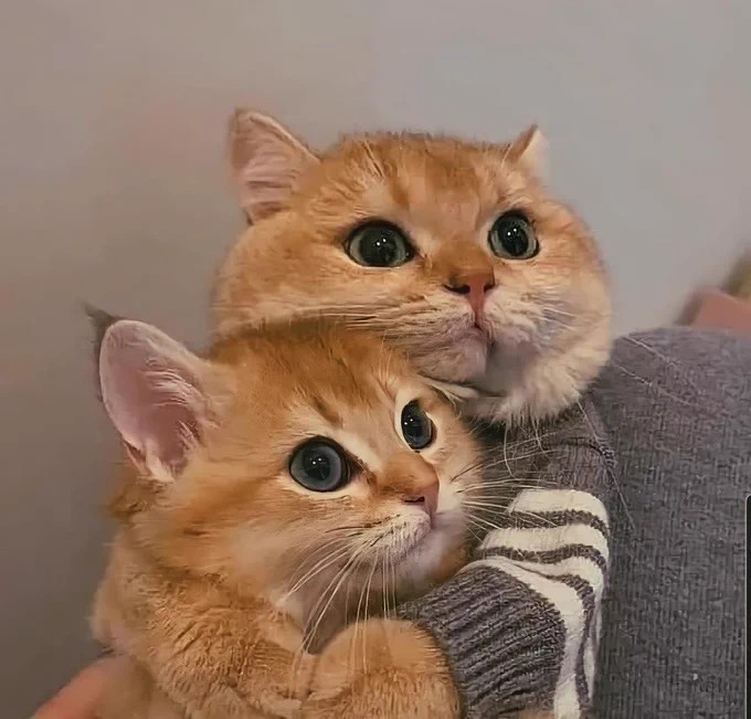 Kedi insanı mısın köpek mi?