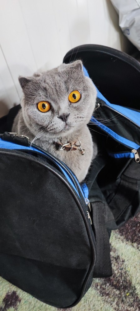 Kedi insanı mısın köpek mi?